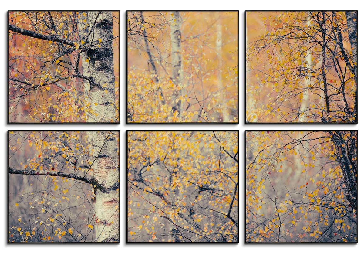 Birches V - Set of 6 by 