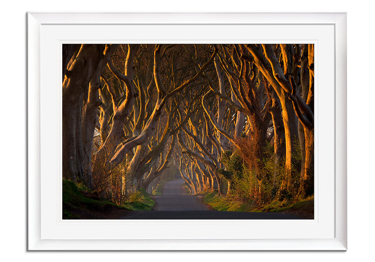 Dark Hedges in the Morning by 