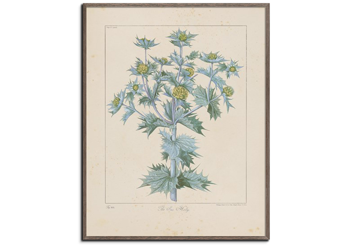 Sea Holly by 