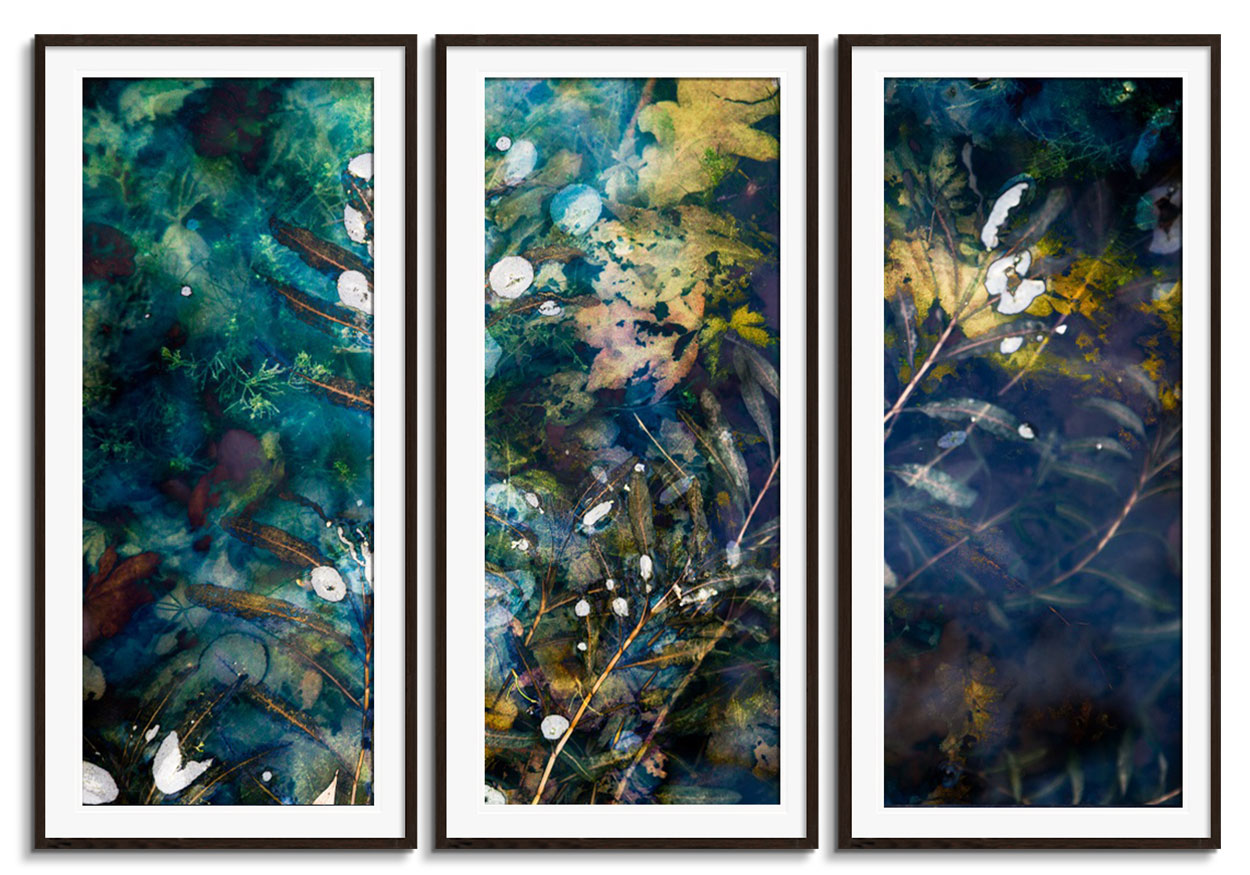 Water Plants - Triptych by 