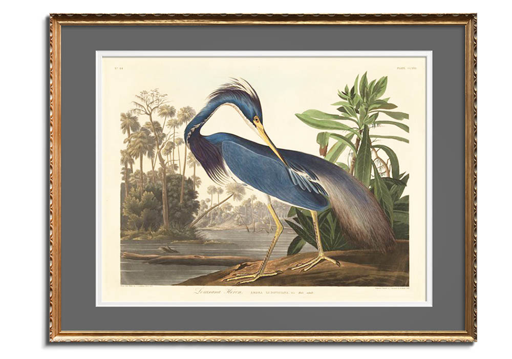 Louisiana Heron by 