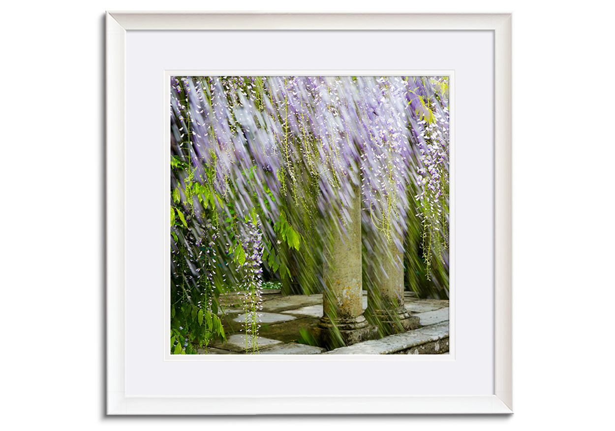 Wisteria IX by 