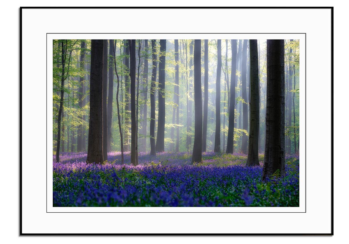 Blue Bells by 