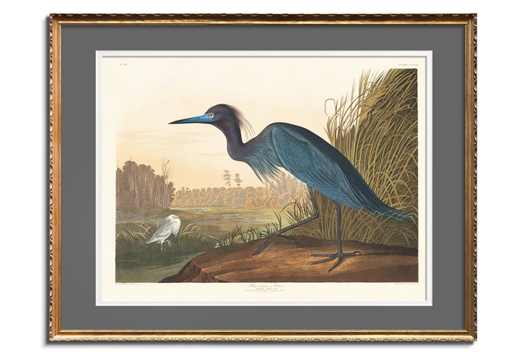 Blue Crane or Heron by 