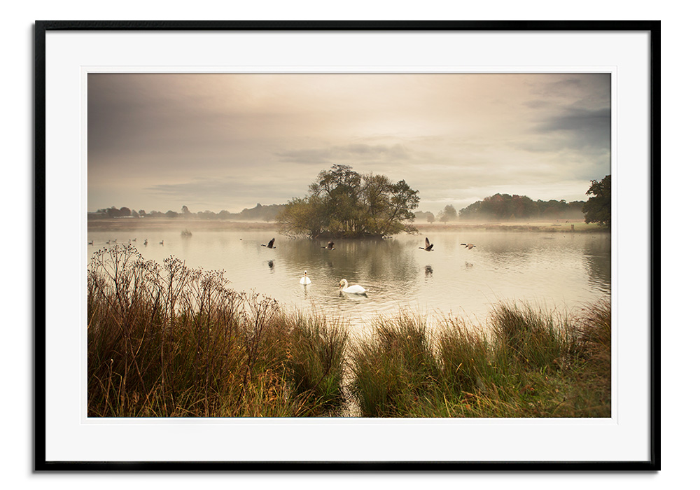 Geese Swan Fly by 