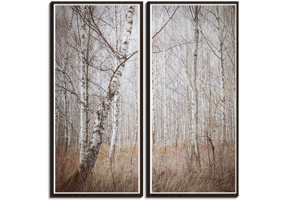 Birch Forest by 