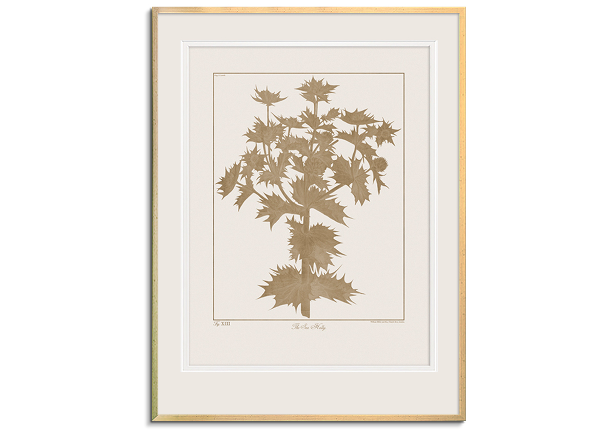 Botanicus Fawn - Sea Holly by 