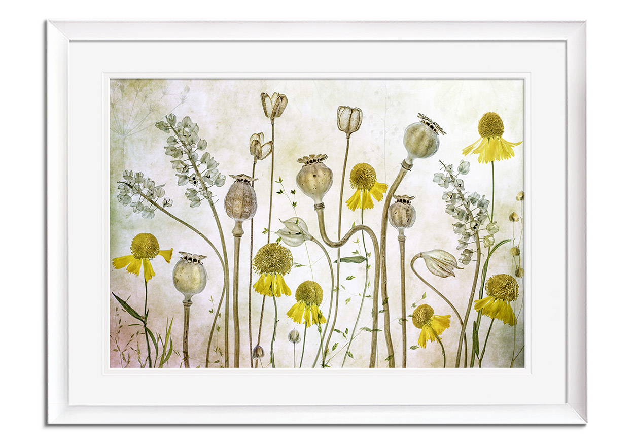 Poppies and Helenium by 