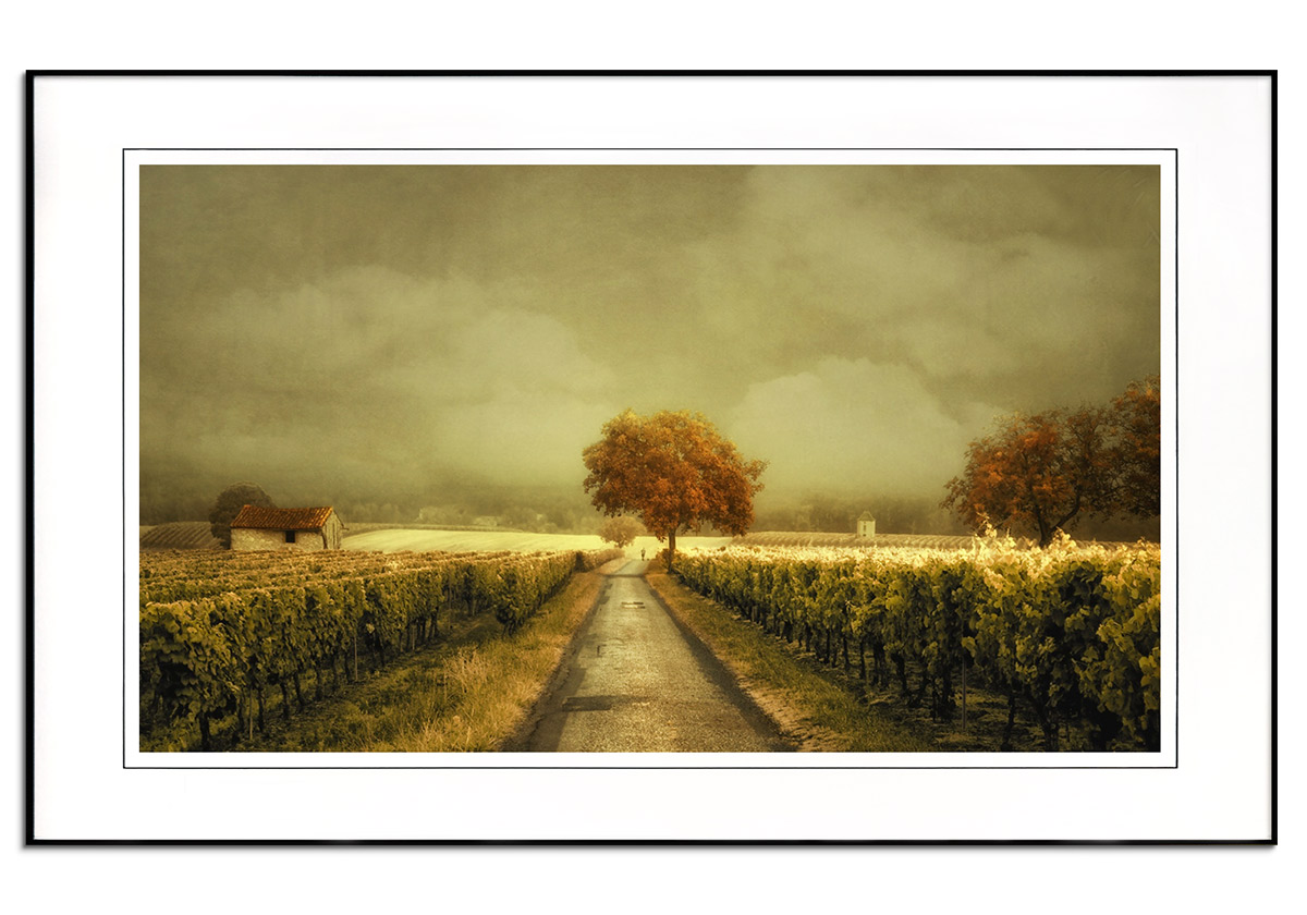 Through the Vineyard by 