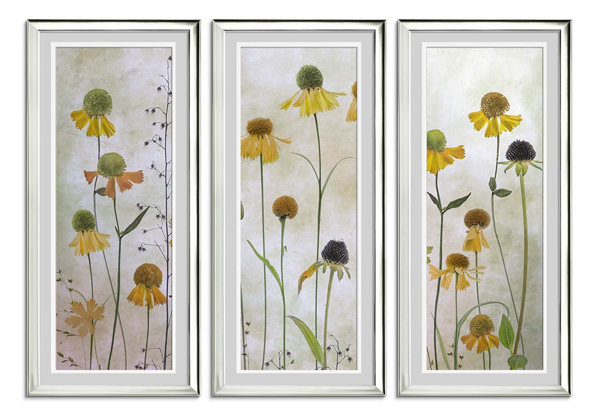 Helenium by 