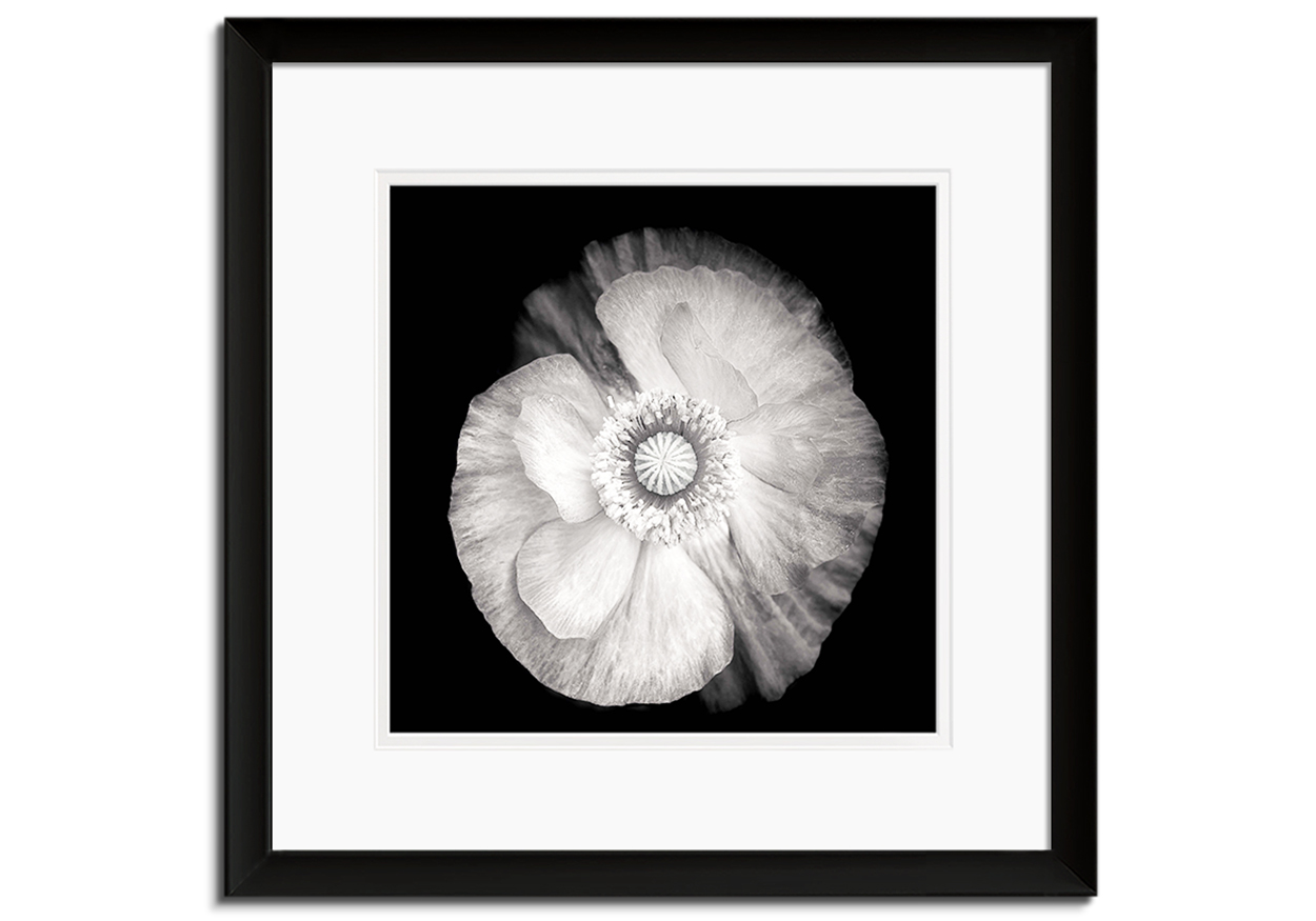 Poppy in Mono II by 