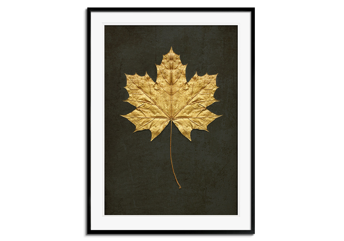 Gold Maple by 