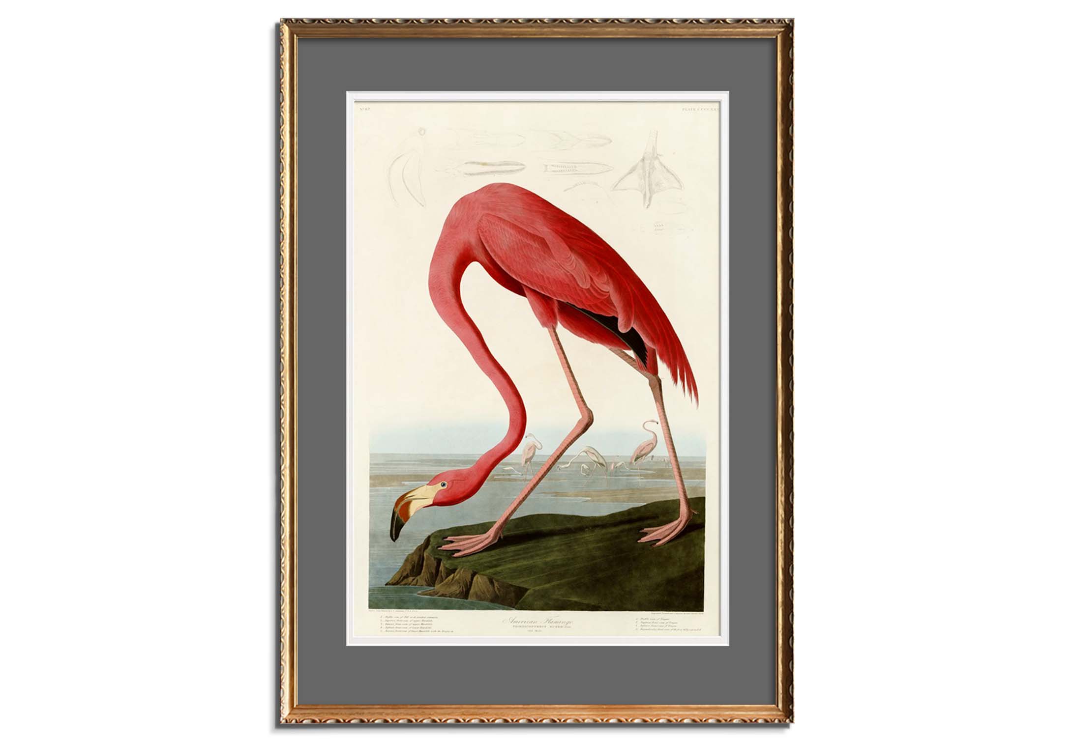 American Flamingo by 