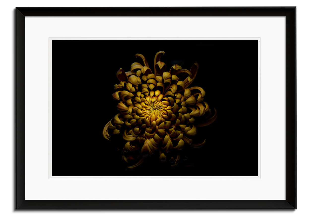 Chrysanthemum by 