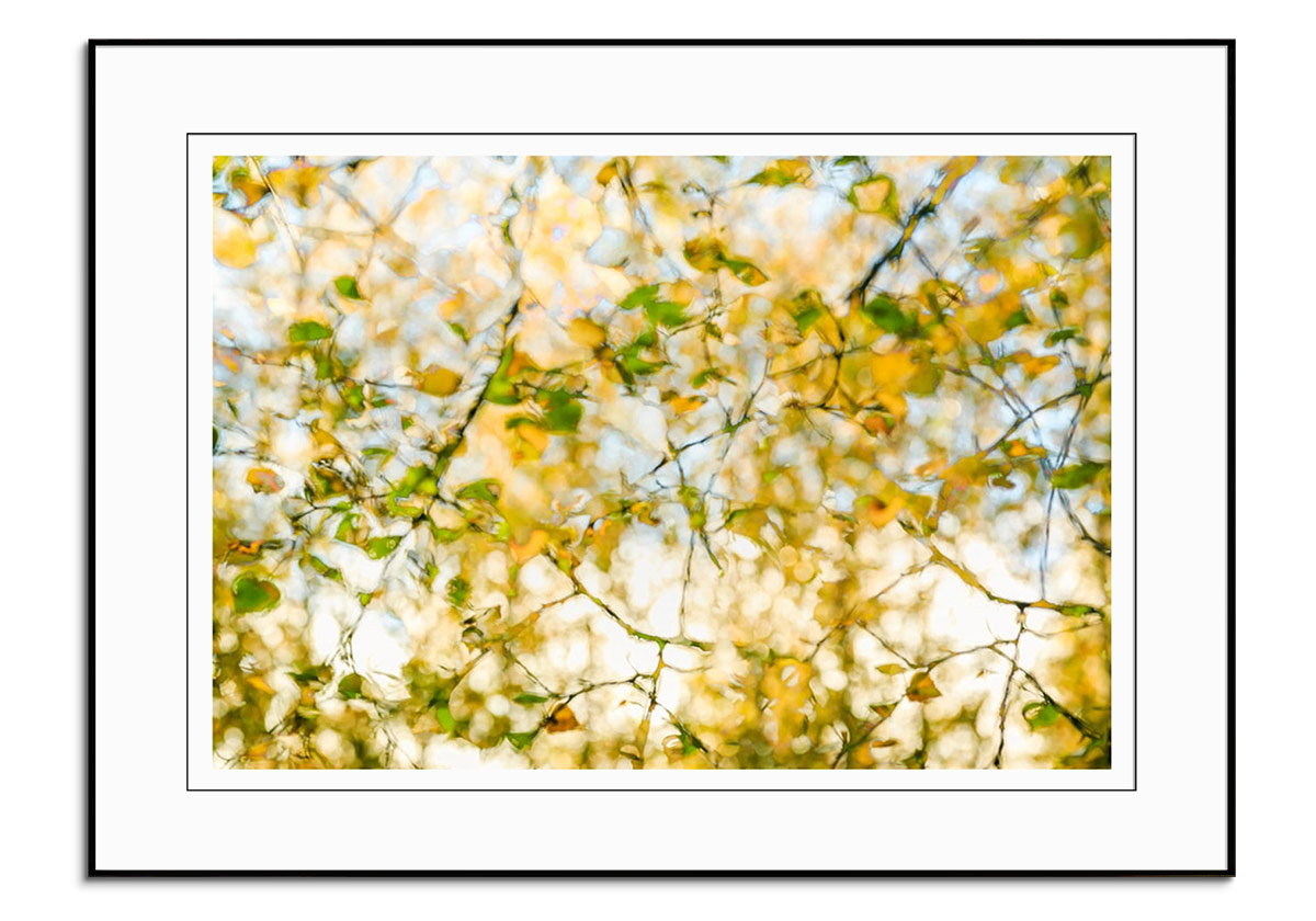 Birch Branches by 