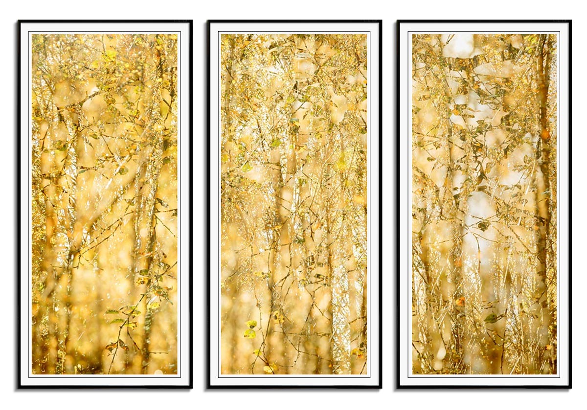 Tapestry II  by 