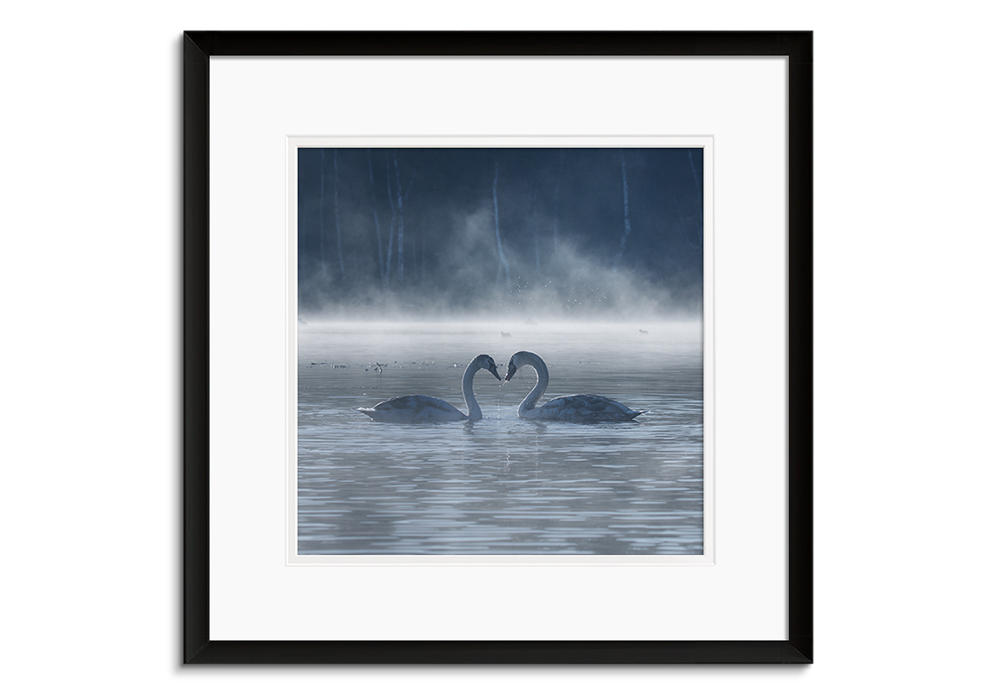 Swan Mist by 