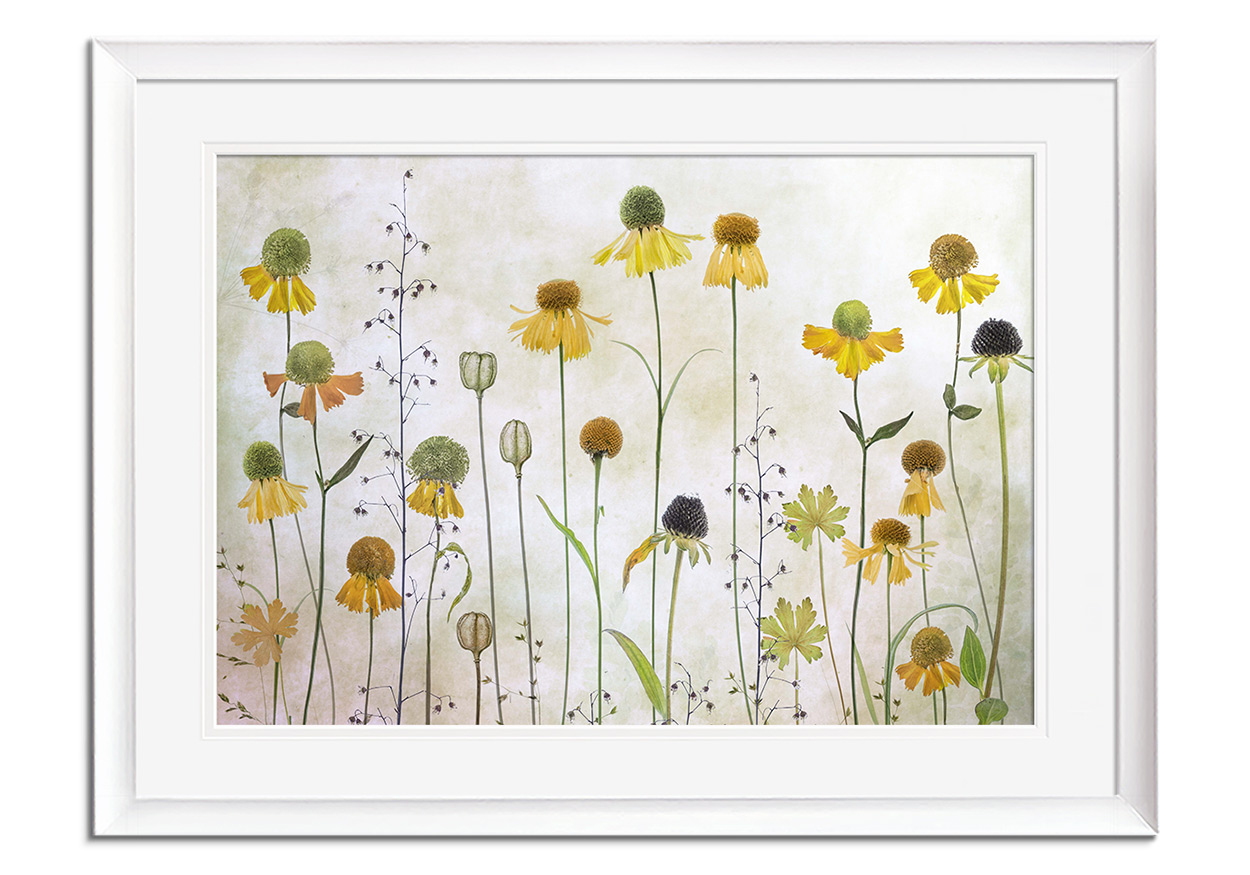 Helenium II by 