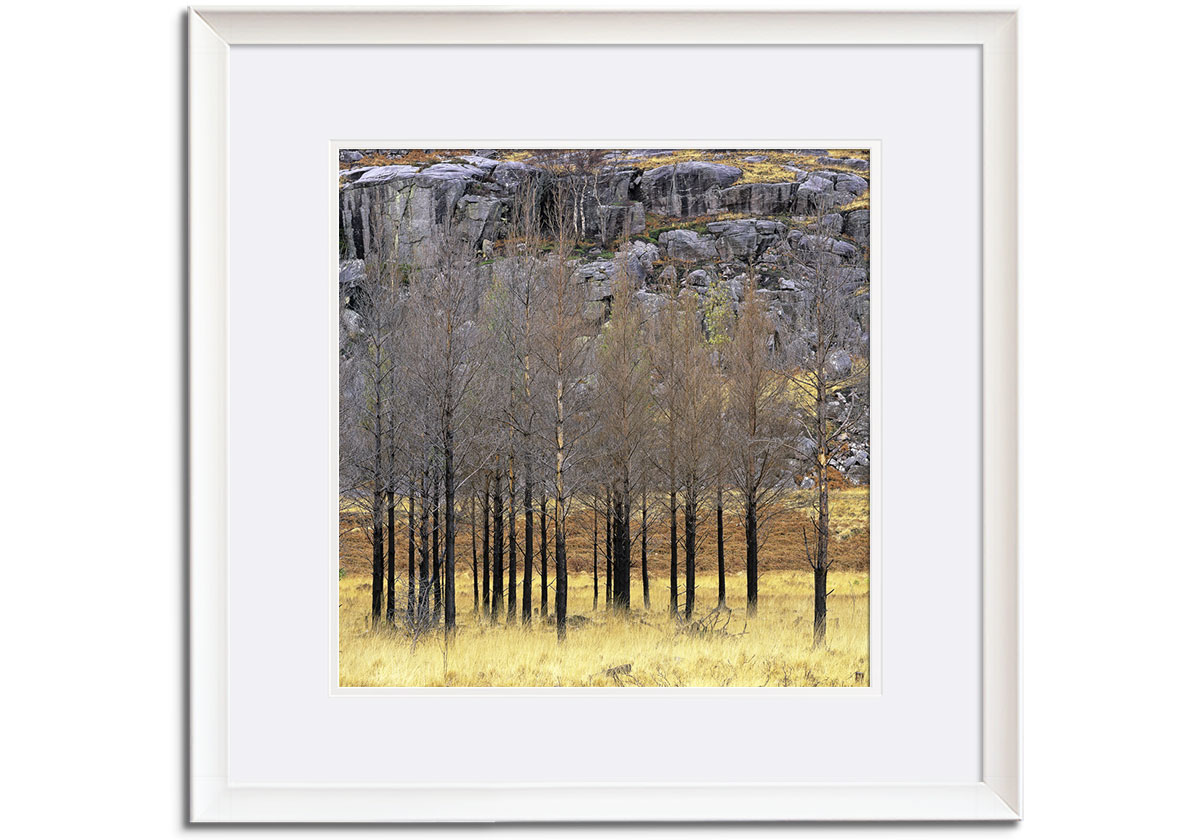 Charred Pines by 