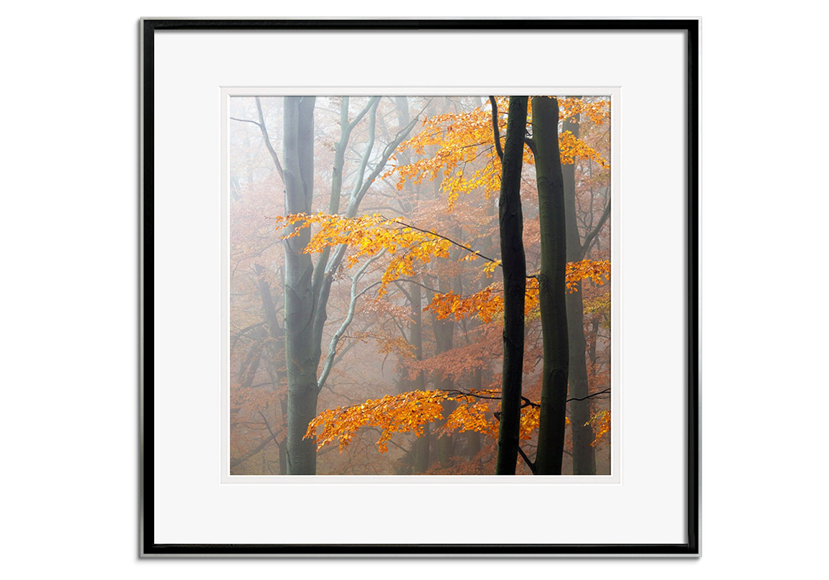 Autumn Forest by 