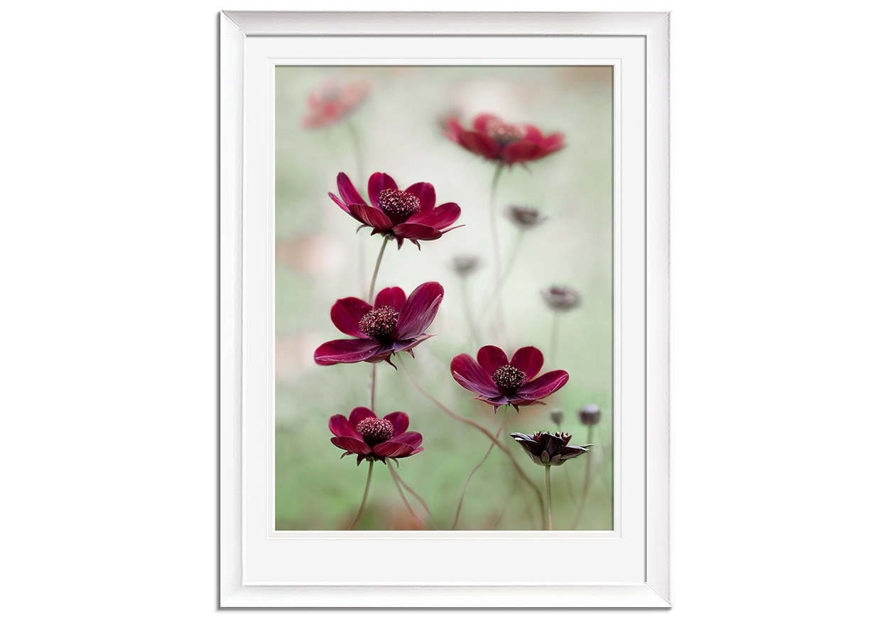 Cosmos Sway by 