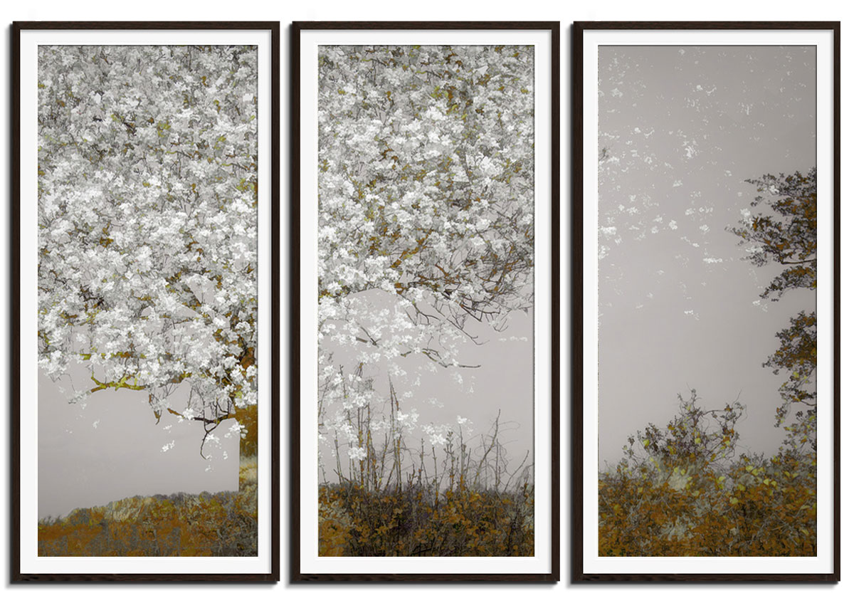 Fruit Tree by 