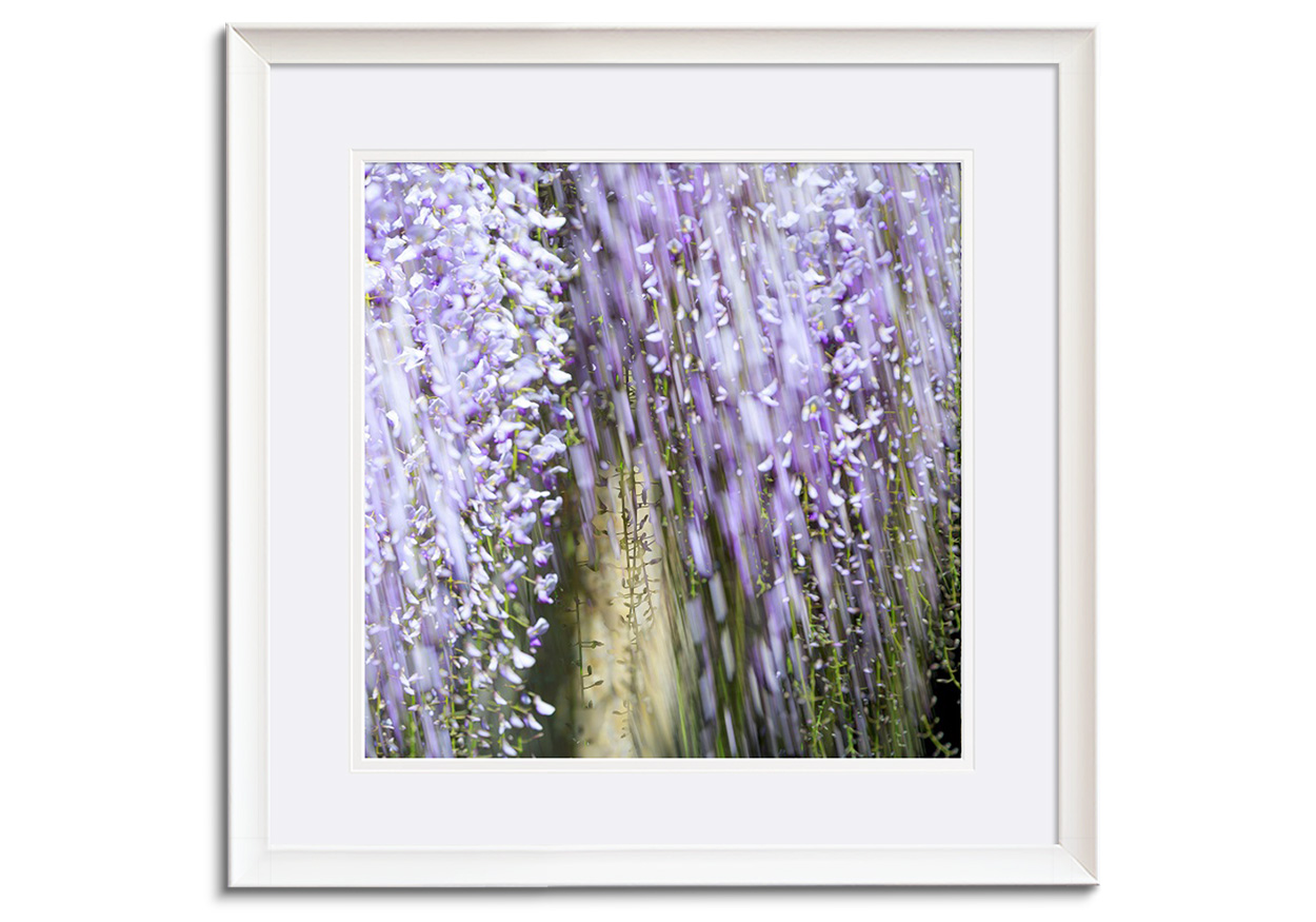 Wisteria V by 