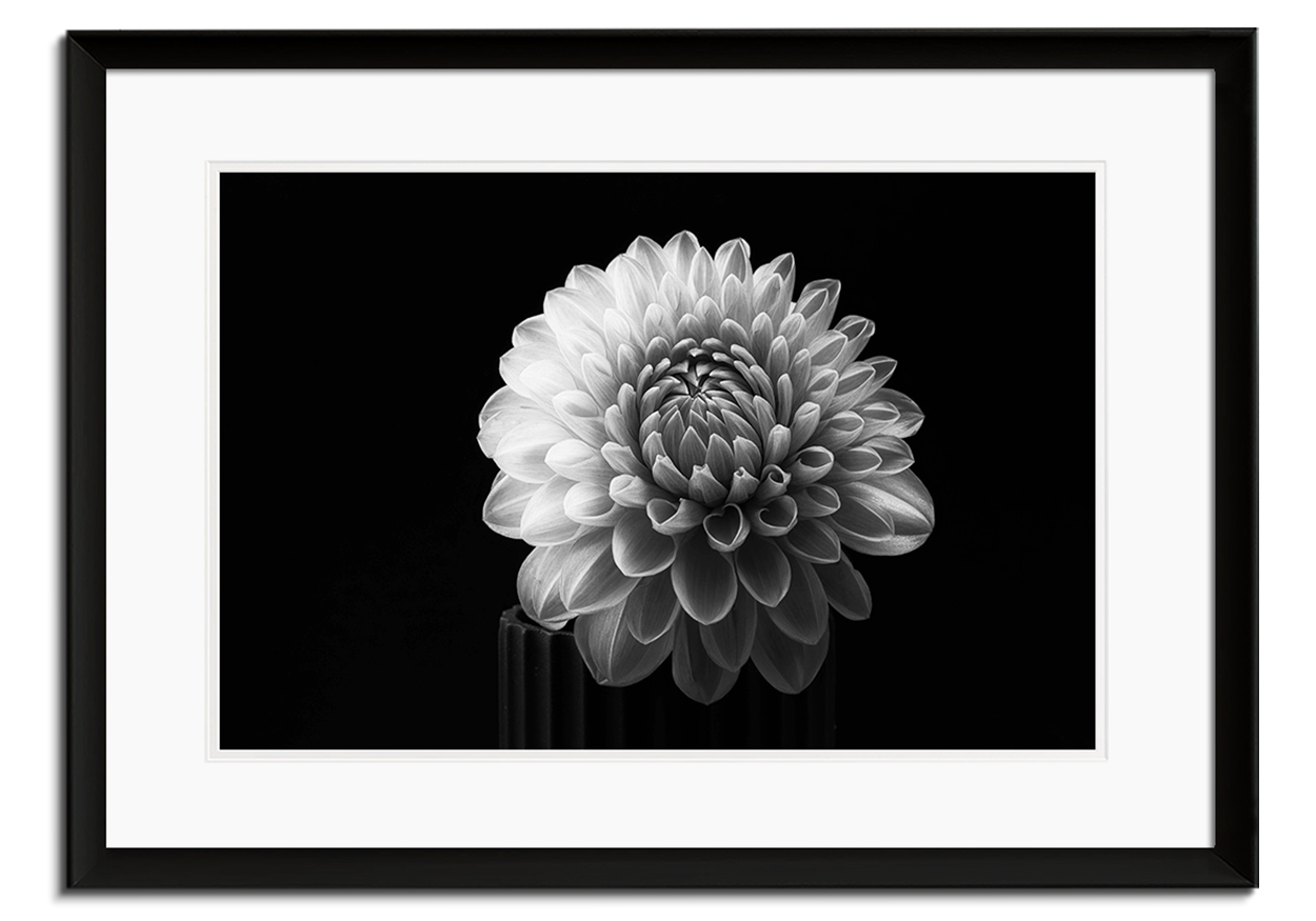 Dahlia by 