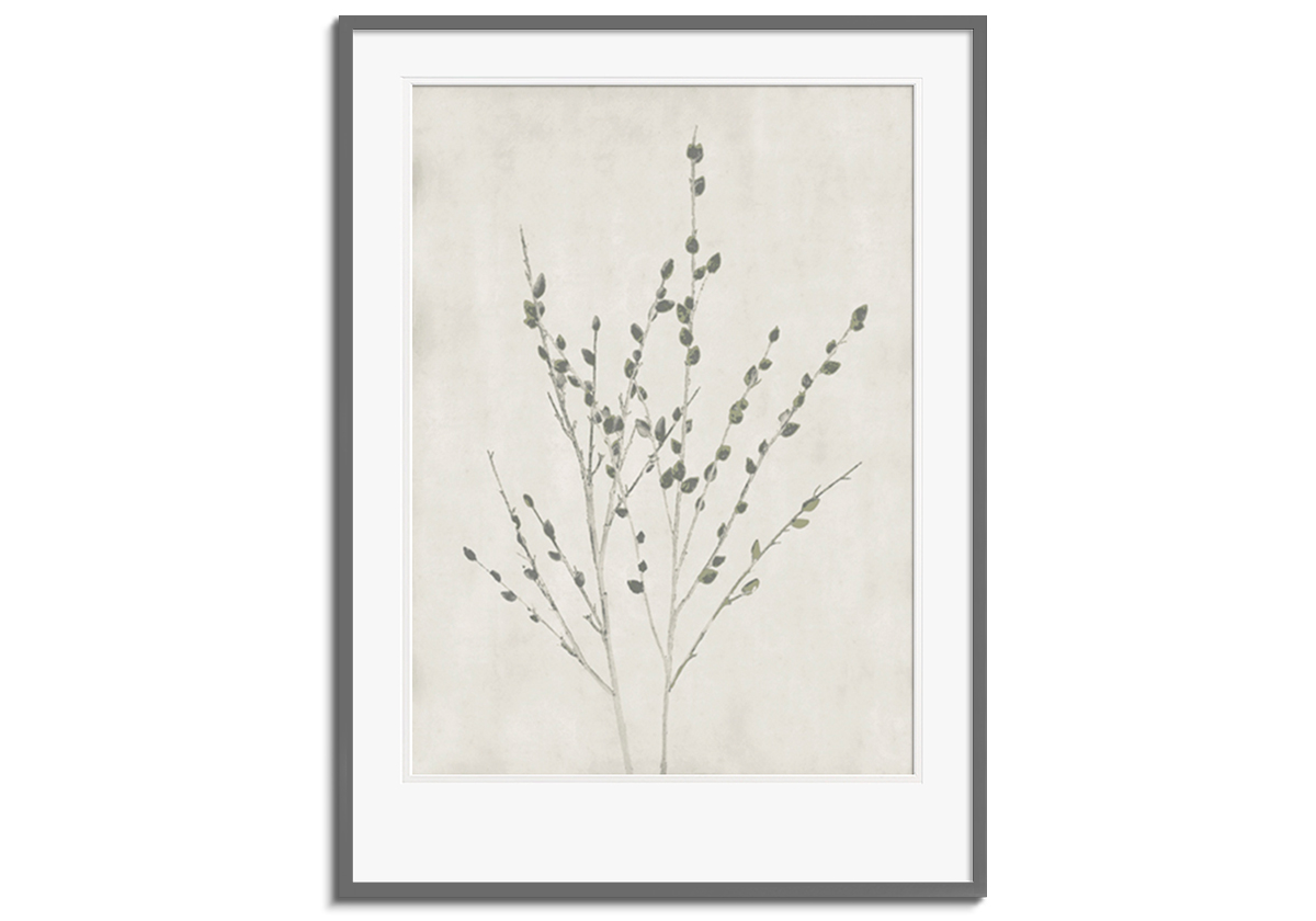 Floral Wild - Salix Discolor by 