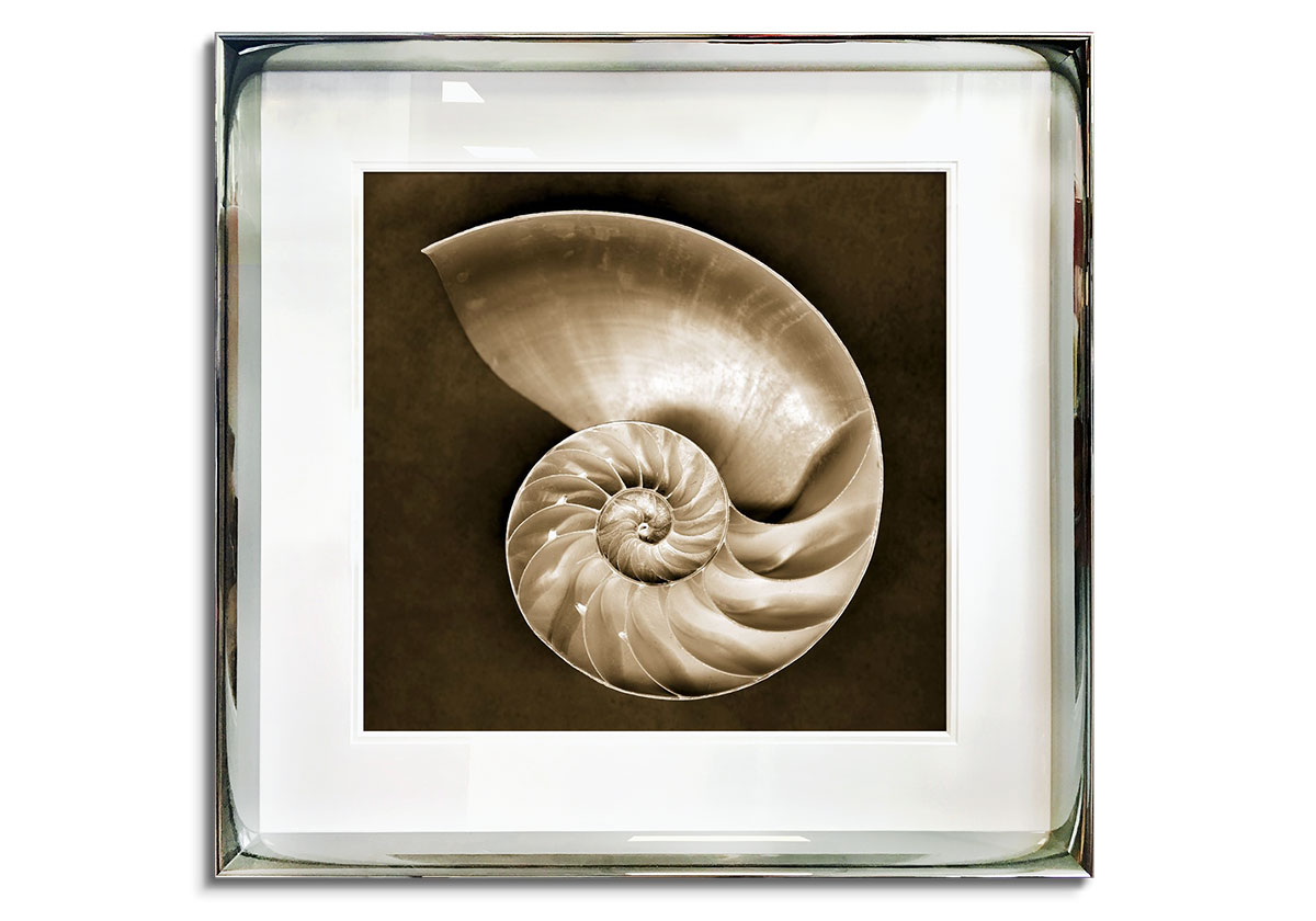 Half Nautilus by 