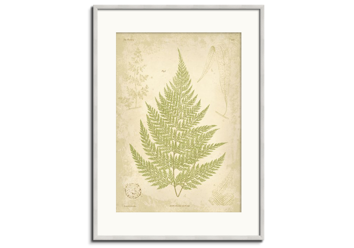 Fern Study II by 