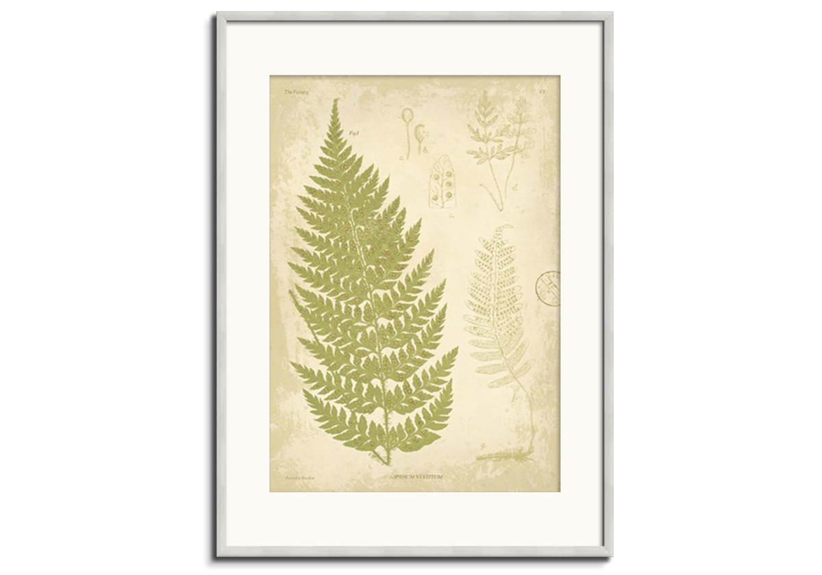 Fern Study I by 