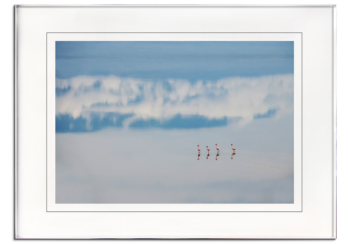 Four Flamingos by 