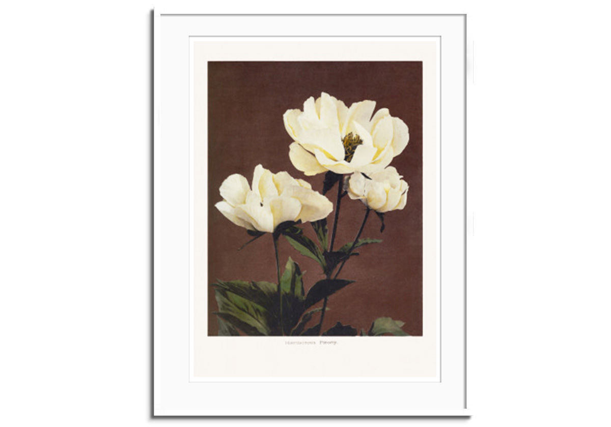 Hærdaceou Peony by 