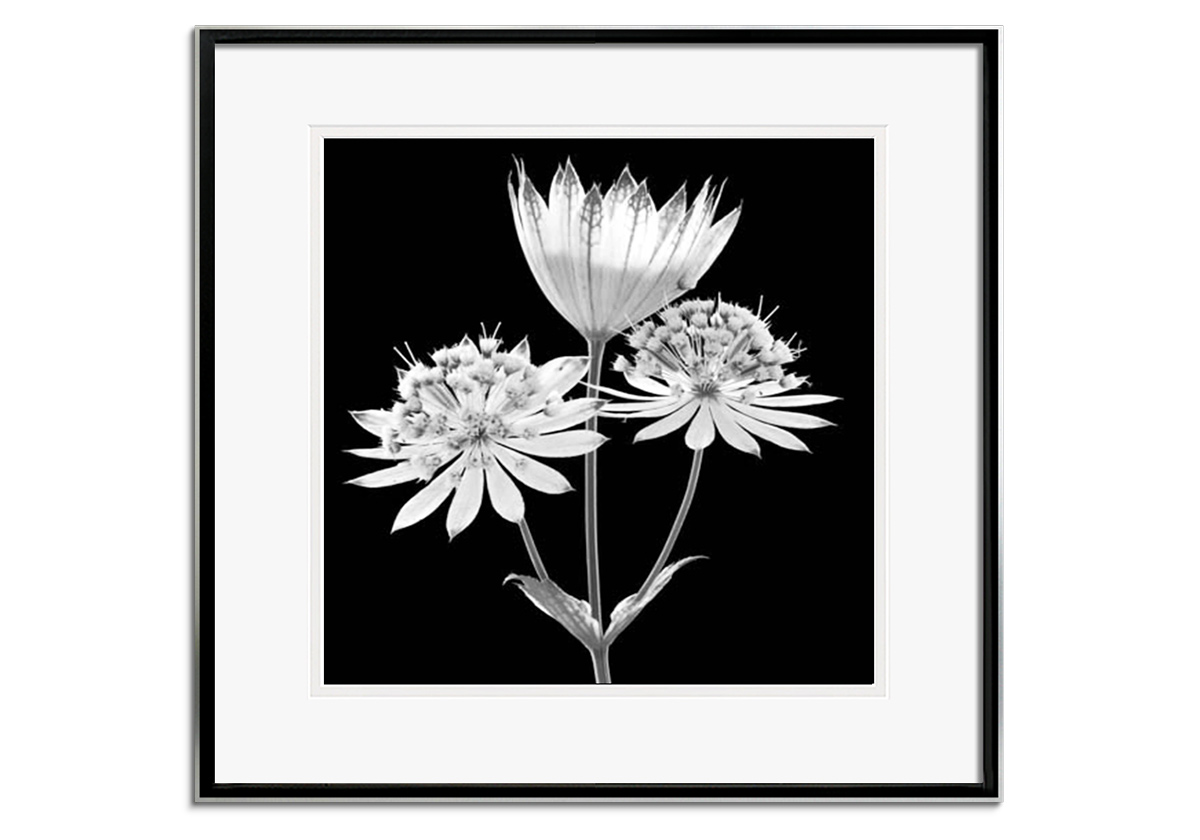 Astrantia by 