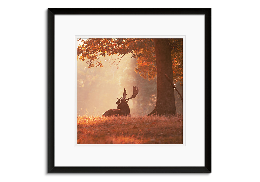 Brown Stag by 