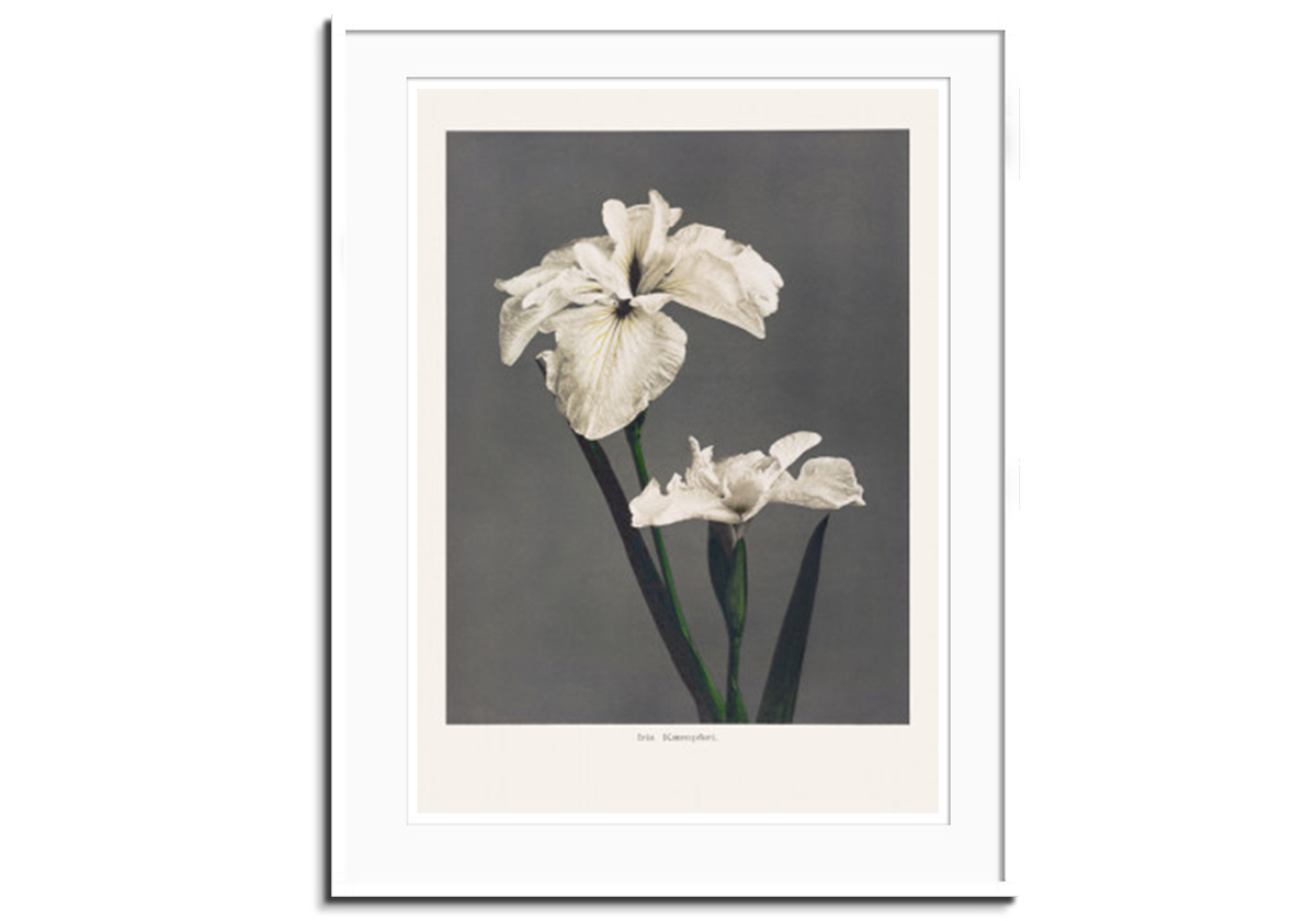 Iris Kæmpferi I by 
