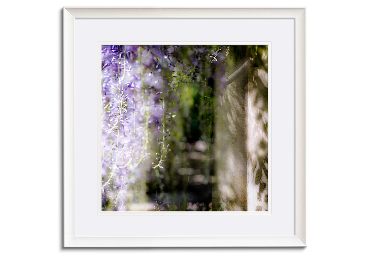 Wisteria III by 