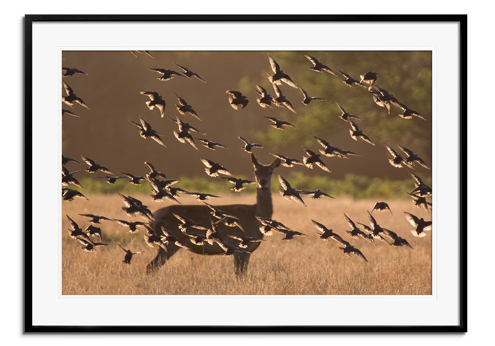 Summer Starlings by 