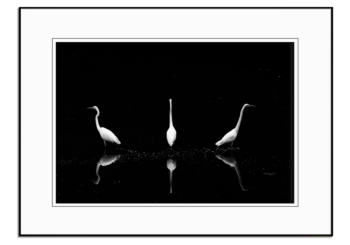 Trio of Egret by 