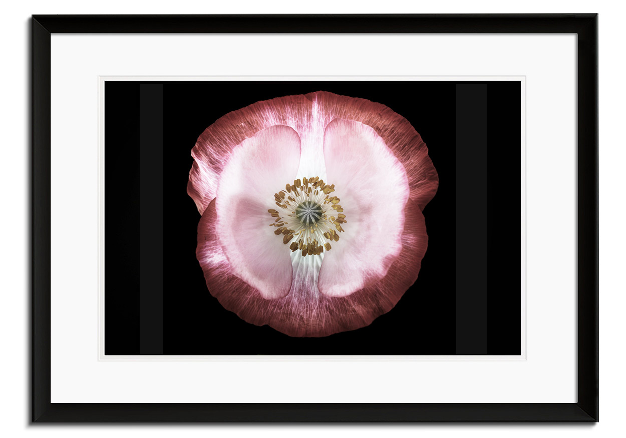 One of many Poppies by 