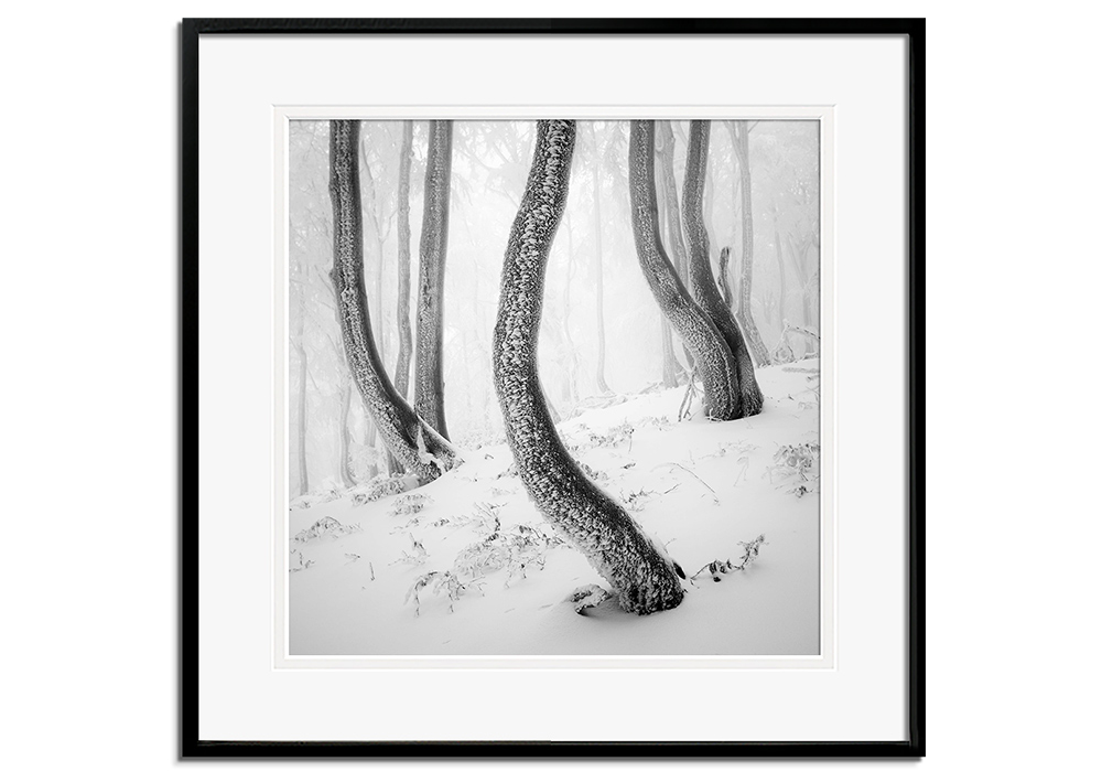 Frozen Forest by 