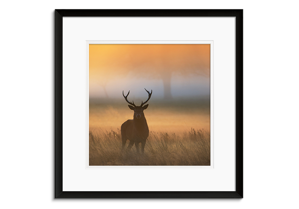 Stags Golden Sunrise by 