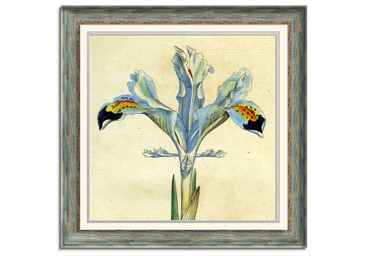 Painted botanical illustration of Persia by 