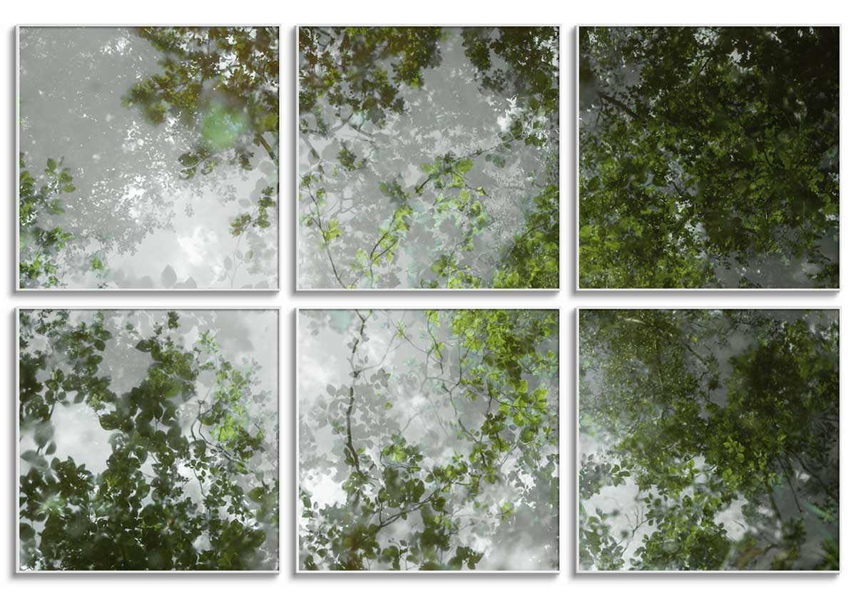 Trees in the Water - Set of 6 by 