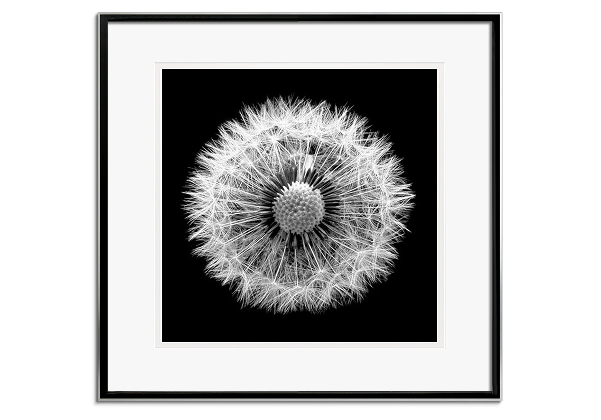 Dandelion by 