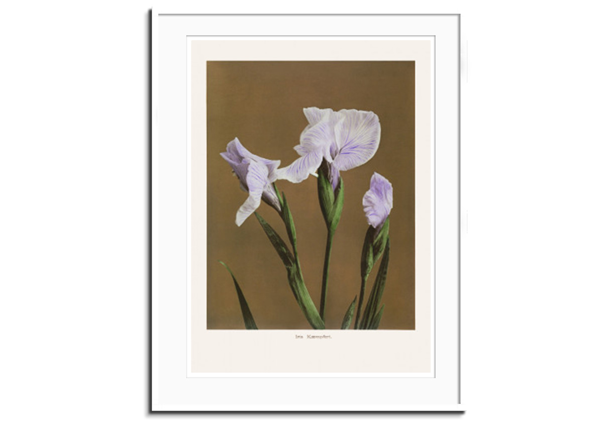 Iris Kæmpferi II by 