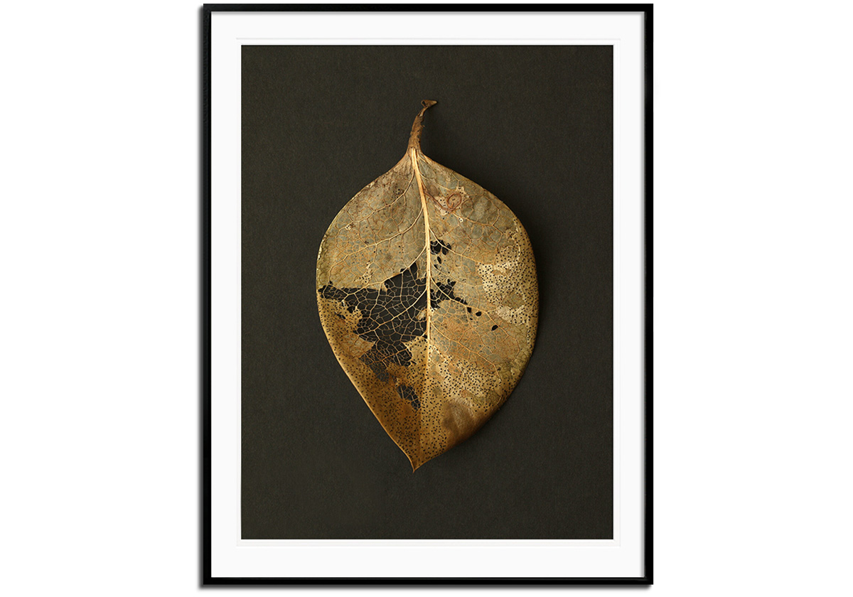 Gold Leaf Skeleton by 