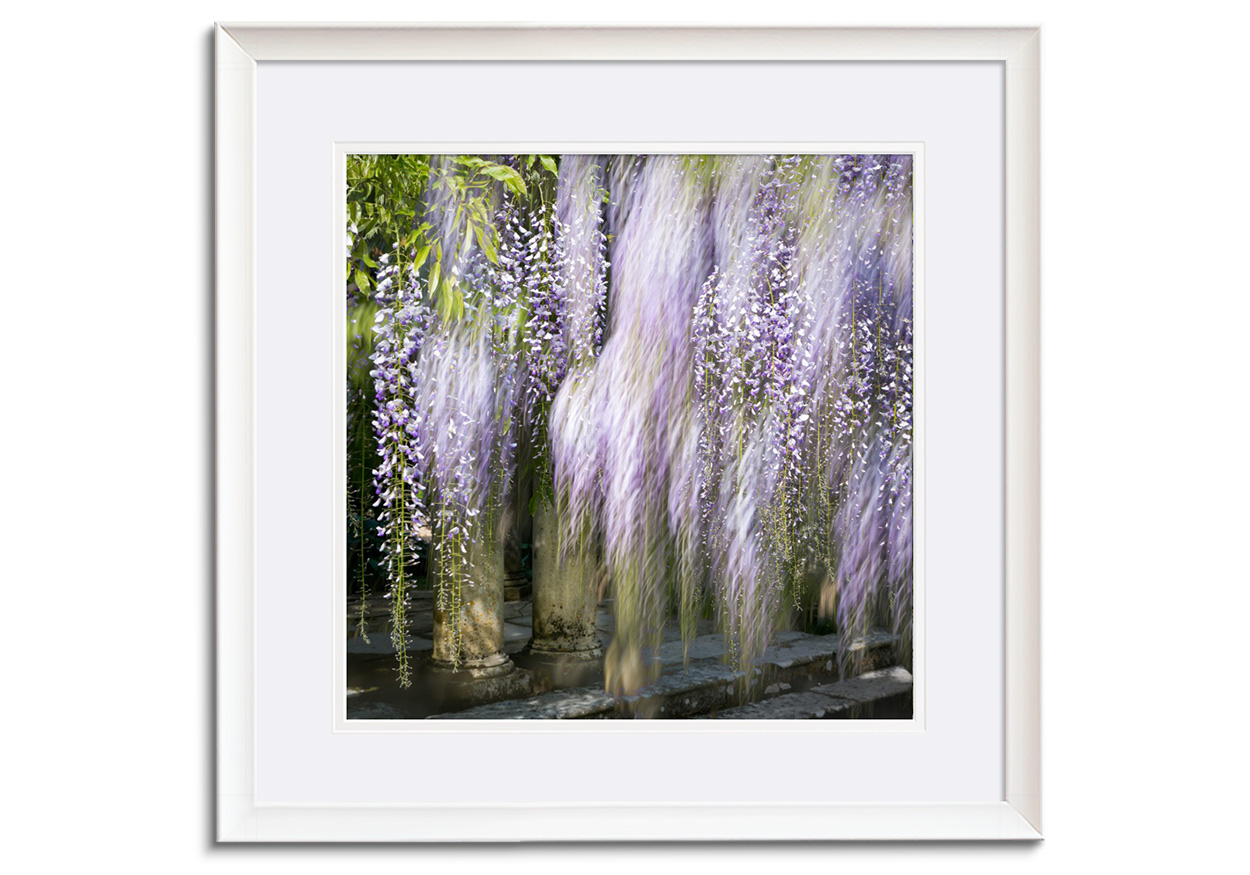 Wisteria XIII by 