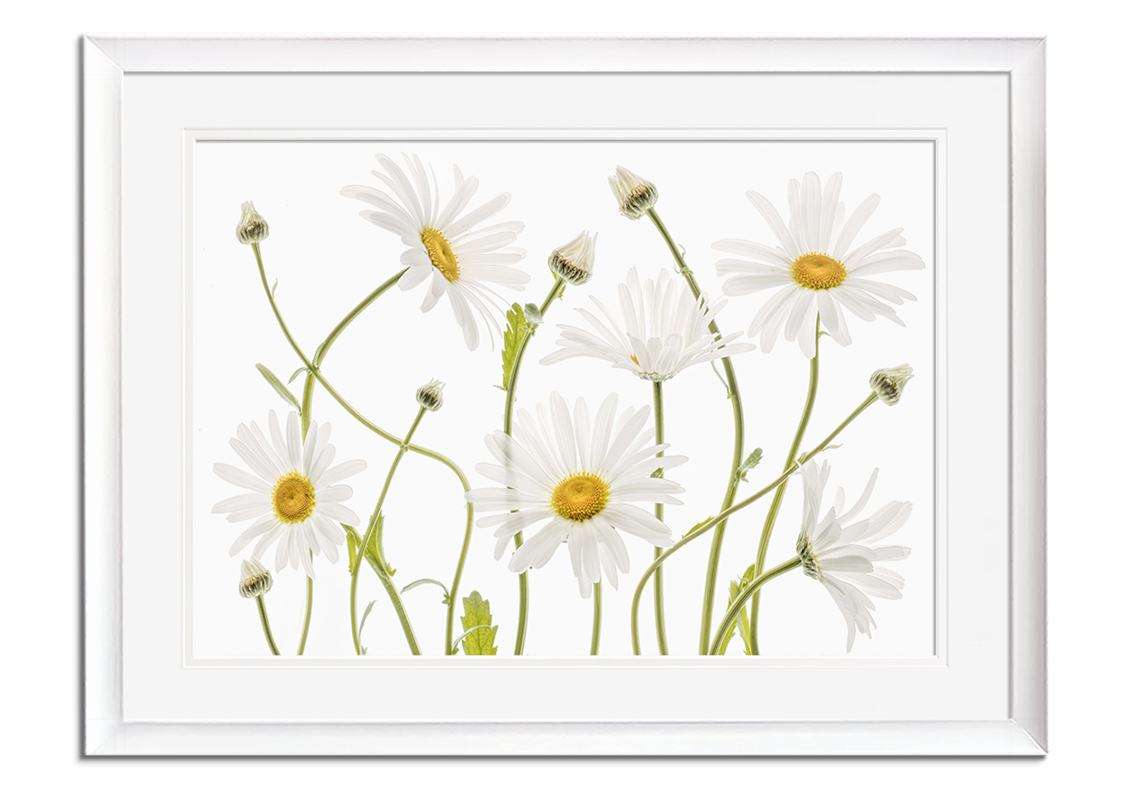 Ox eye Daisies by 